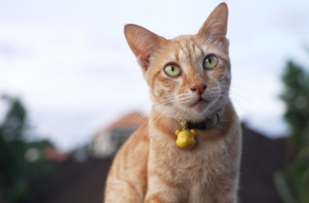 Owner shocked at what’s inside the cat collar
