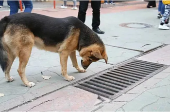 Bystanders were shocked when they discovered why the dog checked the storm drain.