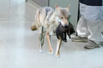 Wolf Breaks into Hospital – Nurse Tears when She Discovers Why