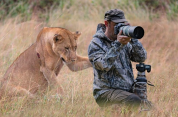 Photographer is shocked when lioness cries for help