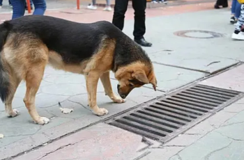 Bystanders were shocked when they discovered why the dog checked the storm drain.