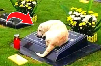 Police are surprised when they arrive at the graveyard to find that a dog refuses to leave.