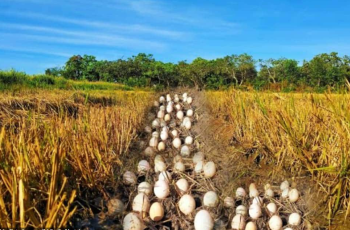 Farmer Discovers Hundreds Of Eggs In His Crop